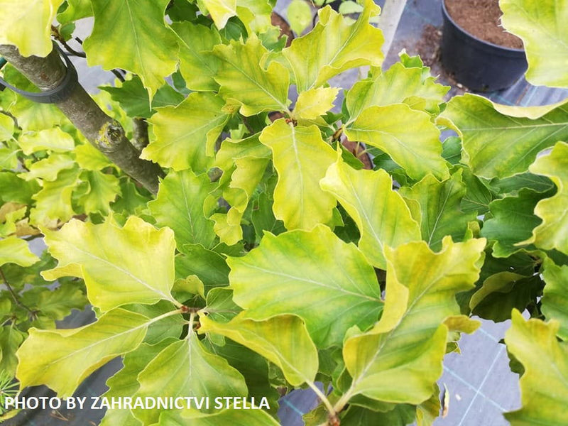 Buy Fagus sylvatica 'Rohan Gold' Golden European Beech Tree — Mr Maple │  Buy Japanese Maple Trees