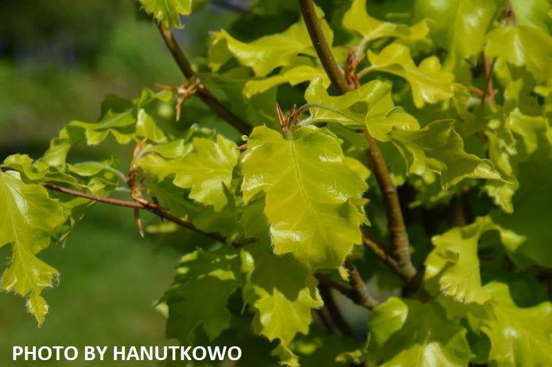 - Fagus sylvatica 'Rohan Gold' Golden European Beech Tree - Mr Maple │ Buy Japanese Maple Trees