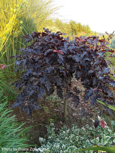 - Fagus sylvatica 'Rohan Red Weeping' Weeping Purple European Beech - Mr Maple │ Buy Japanese Maple Trees