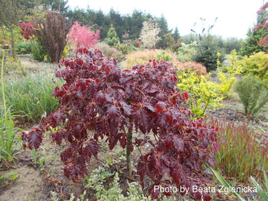- Fagus sylvatica 'Rohan Red Weeping' Weeping Purple European Beech - Mr Maple │ Buy Japanese Maple Trees