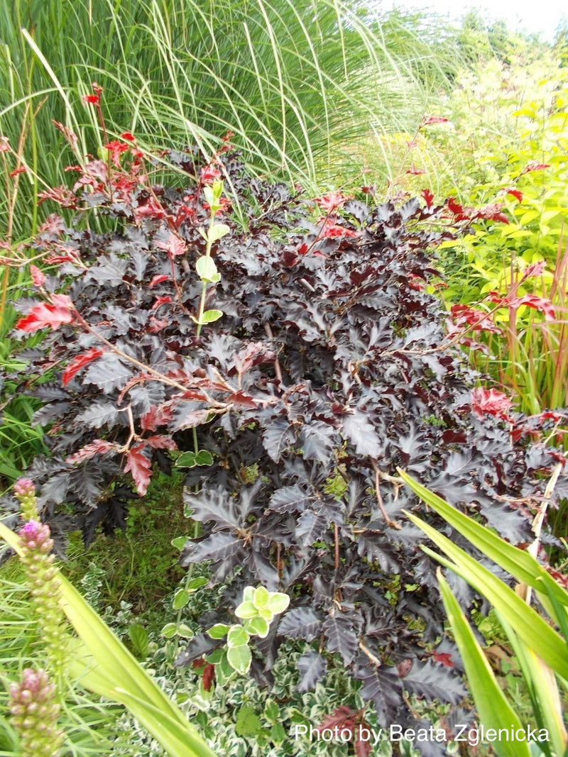 - Fagus sylvatica 'Rohan Red Weeping' Weeping Purple European Beech - Mr Maple │ Buy Japanese Maple Trees