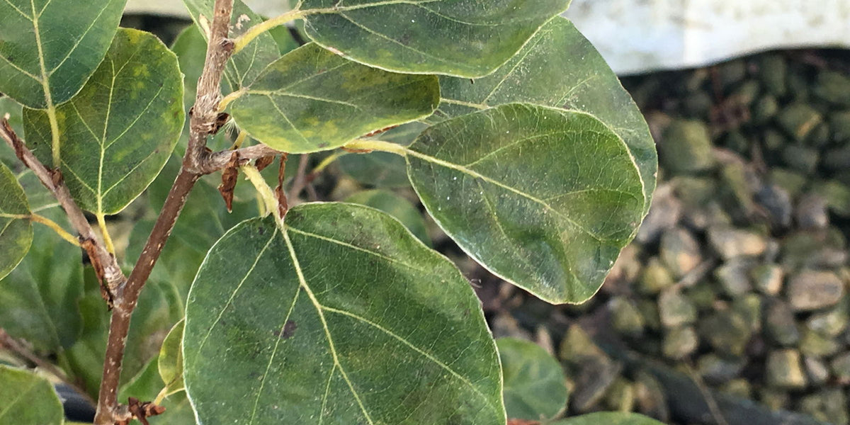 glücksfeder stängel schrumpelig Glücksfeder (Zamioculcas zamiifolia) kaufen
