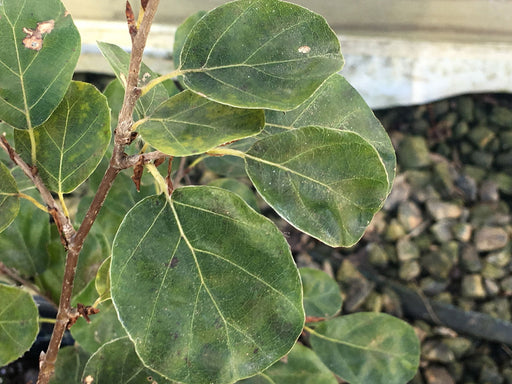 - Fagus sylvatica 'Rotundifolia' Rounded Foliage European Beech Tree - Mr Maple │ Buy Japanese Maple Trees