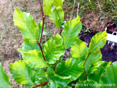 - Fagus sylvatica ‘Spa’ Variegated European Beech - Mr Maple │ Buy Japanese Maple Trees