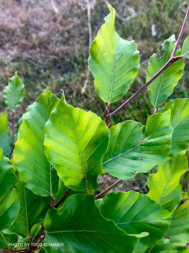 - Fagus sylvatica ‘Spa’ Variegated European Beech - Mr Maple │ Buy Japanese Maple Trees