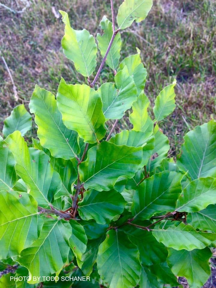 - Fagus sylvatica ‘Spa’ Variegated European Beech - Mr Maple │ Buy Japanese Maple Trees