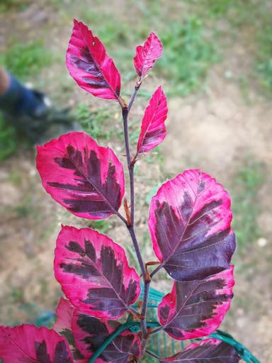 - Fagus sylvatica 'Tricolor' Variegated European Beech - Mr Maple │ Buy Japanese Maple Trees