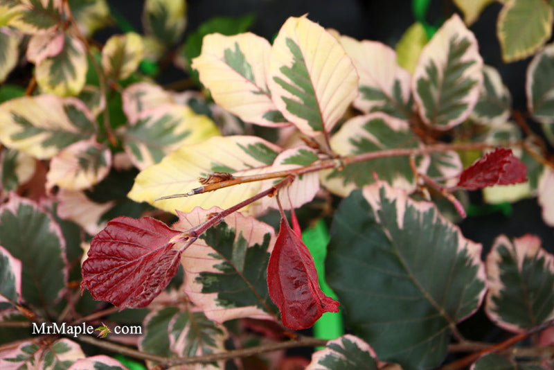 - Fagus sylvatica 'Tricolor' Variegated European Beech - Mr Maple │ Buy Japanese Maple Trees
