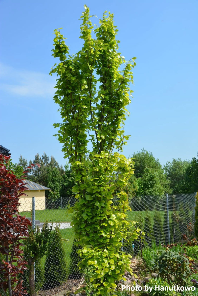 Buy Fagus sylvatica 'Dawyck Gold' Columnar European Beech Tree — Mr Maple  Buy Japanese Maple Trees