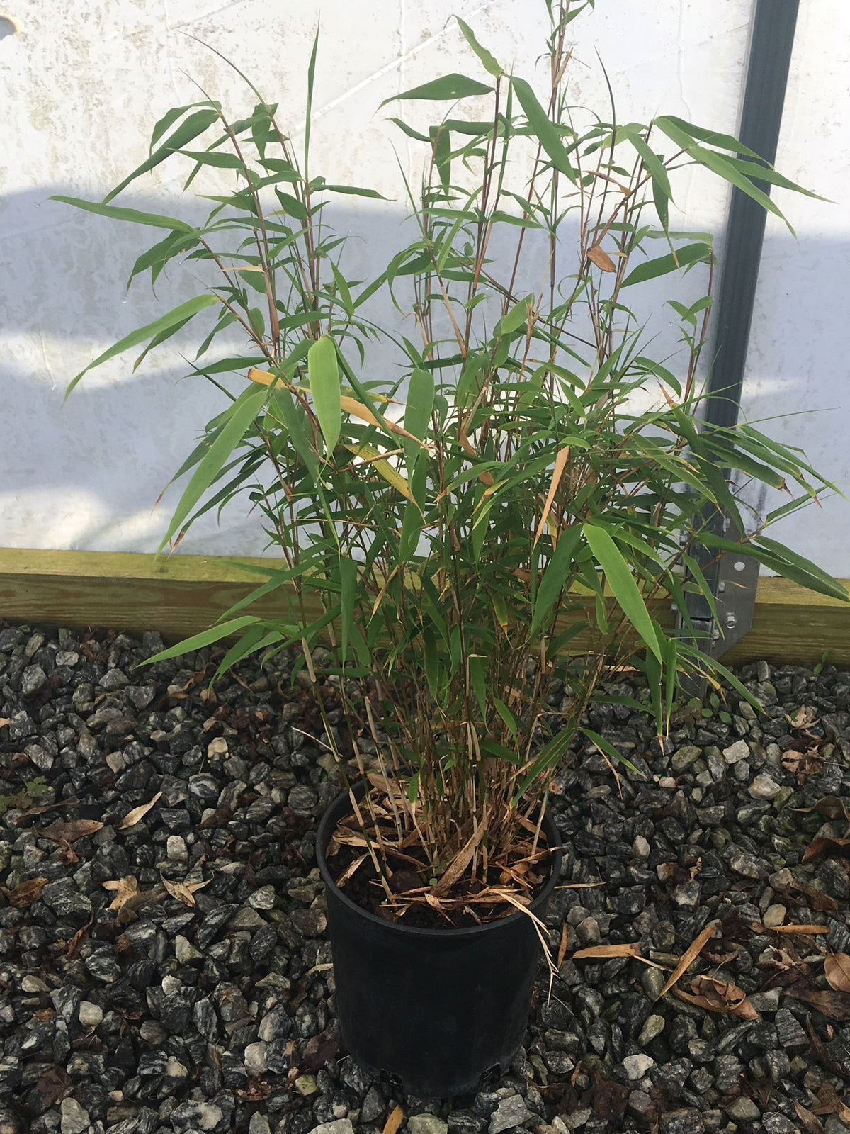 Fargesia rufa 'Sunset Glow' Cold Hardy Clumping Bamboo