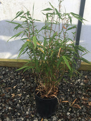 - Fargesia rufa 'Sunset Glow' Cold Hardy Clumping Bamboo - Mr Maple │ Buy Japanese Maple Trees