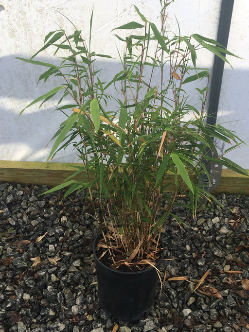 - Fargesia rufa 'Sunset Glow' Cold Hardy Clumping Bamboo - Mr Maple │ Buy Japanese Maple Trees