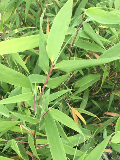 Buy Fargesia rufa 'Sunset Glow' Cold Hardy Clumping Bamboo — Mr Maple │ Buy  Japanese Maple Trees