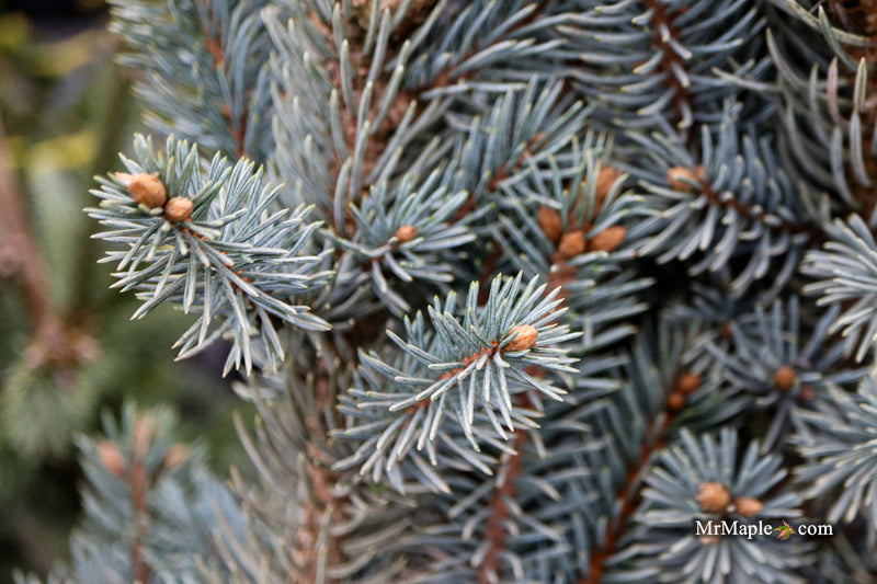 Picea pungens ‘Fastigiata' Columnar Colorado Spruce
