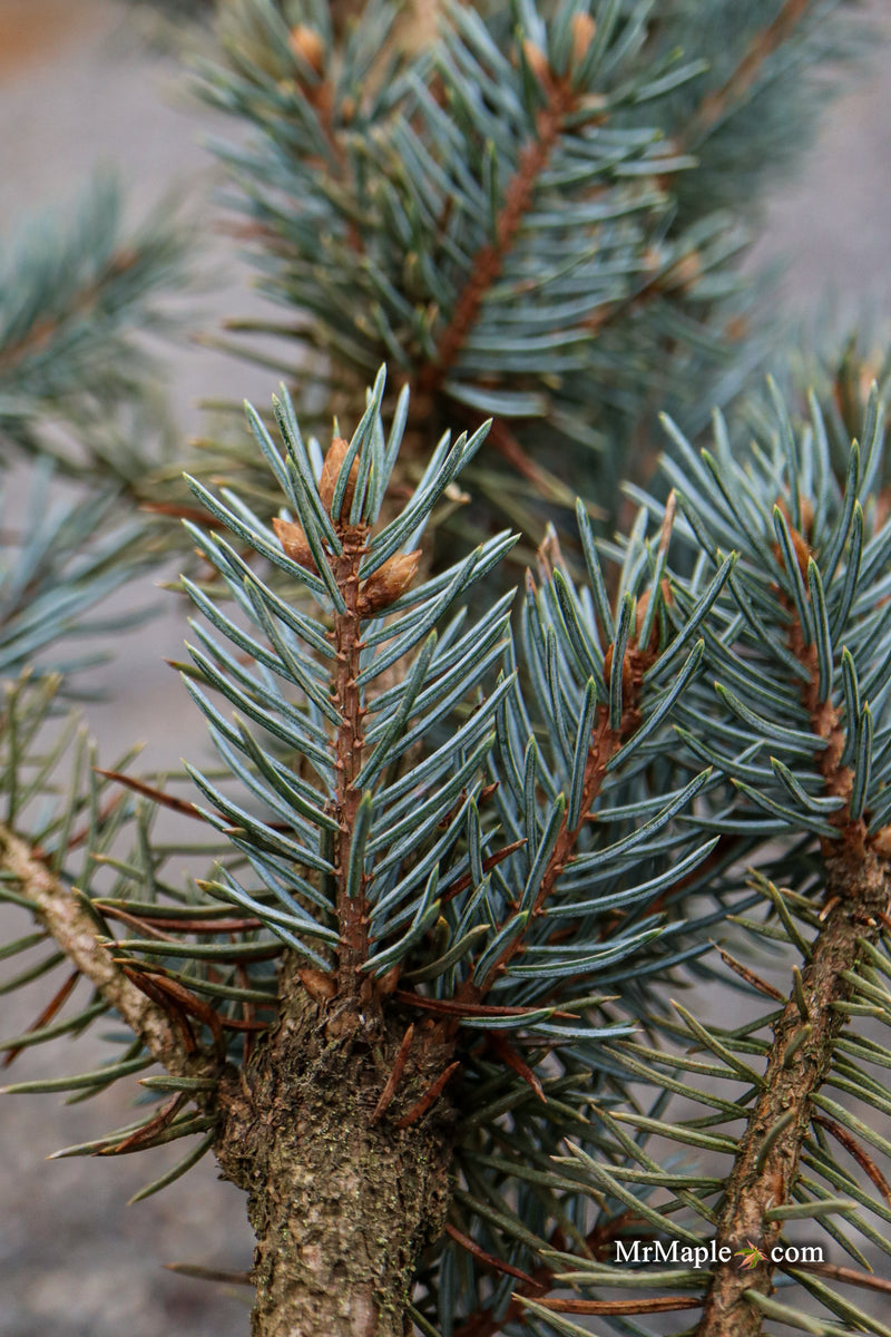 Picea pungens ‘Fastigiata' Columnar Colorado Spruce