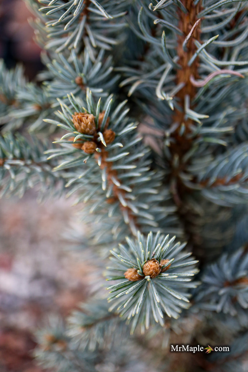 Picea pungens ‘Fastigiata' Columnar Colorado Spruce
