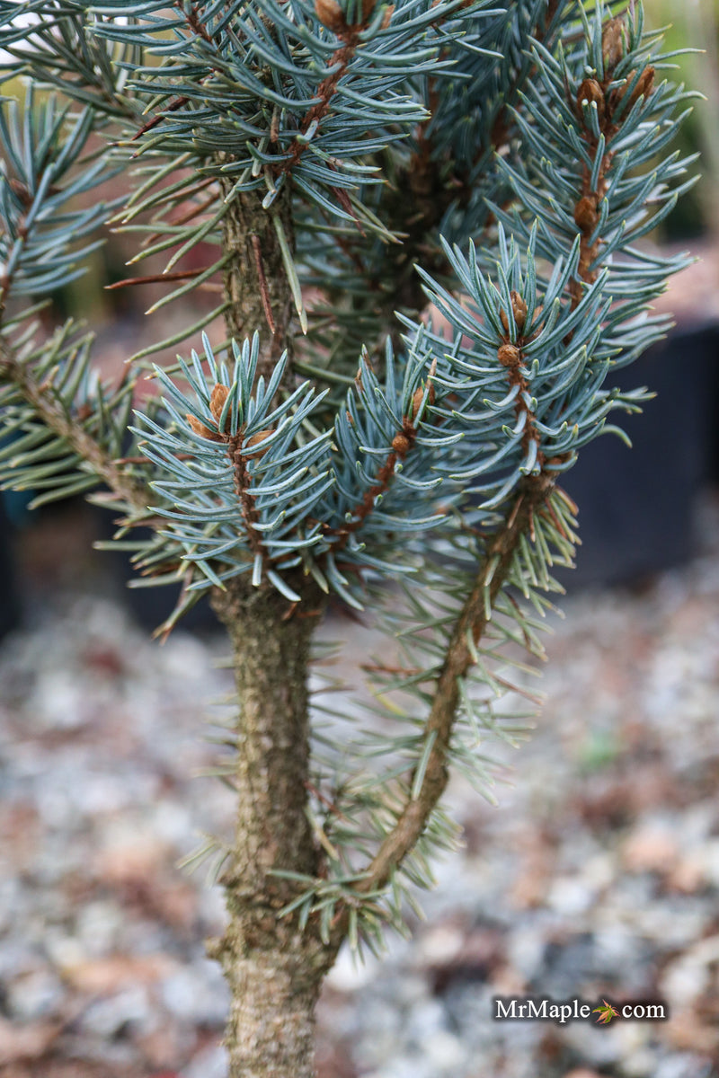 Picea pungens ‘Fastigiata' Columnar Colorado Spruce
