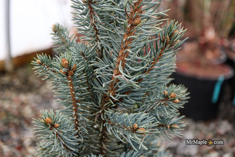 Picea pungens ‘Fastigiata' Columnar Colorado Spruce