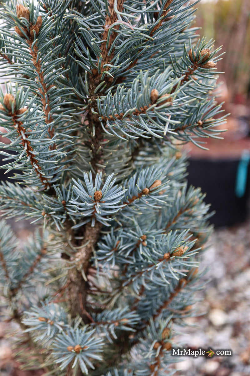 Picea pungens ‘Fastigiata' Columnar Colorado Spruce