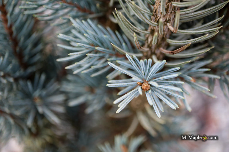 Picea pungens ‘Fastigiata' Columnar Colorado Spruce