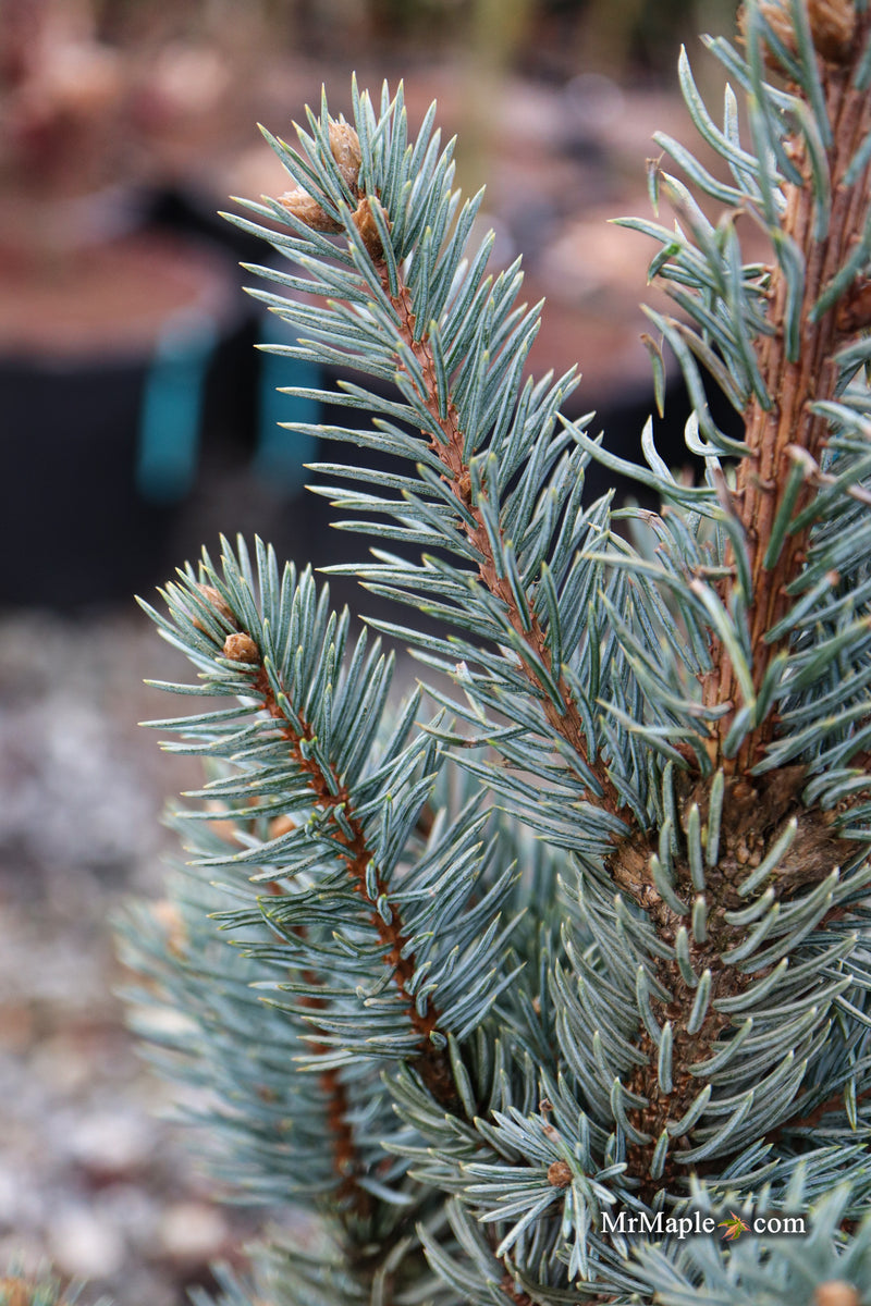 Picea pungens ‘Fastigiata' Columnar Colorado Spruce