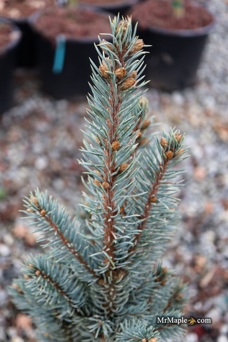 Picea pungens ‘Fastigiata' Columnar Colorado Spruce