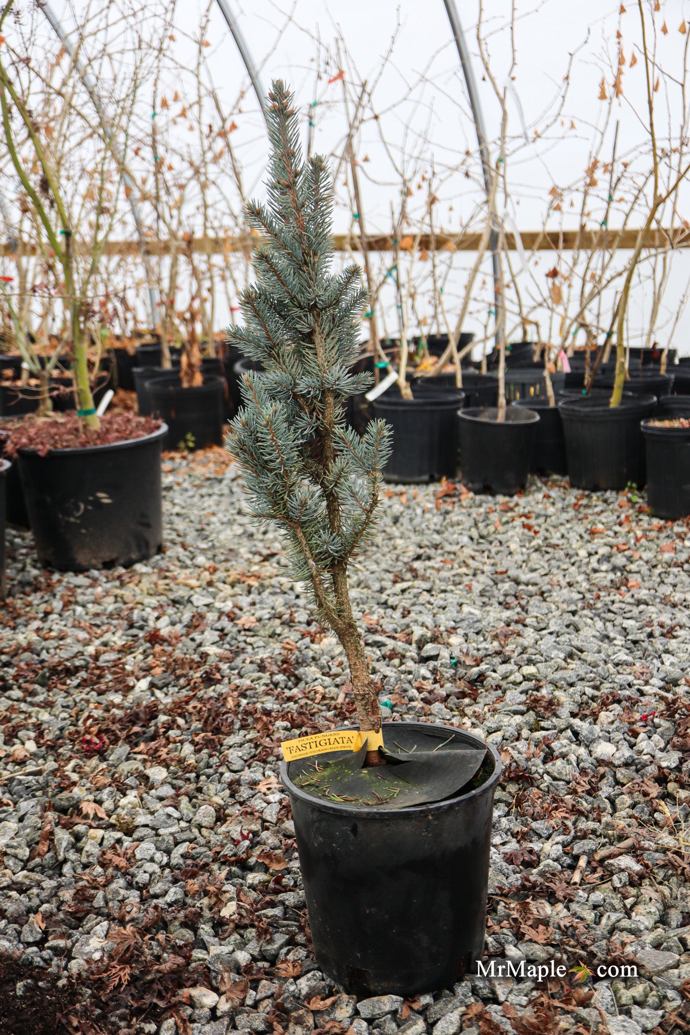 Buy Picea pungens 'Fastigata' Colorado Spruce — Mr Maple │ Buy