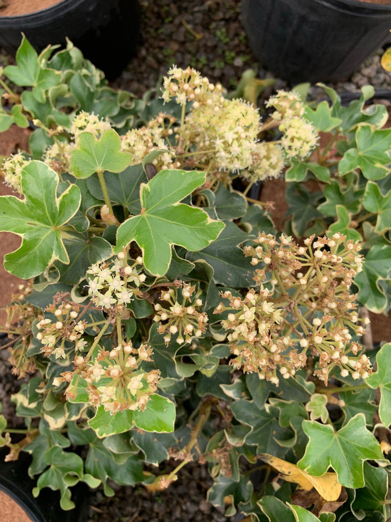 - Fatshedera lizei 'Curly' Hybrid Aralia Tree Ivy - Mr Maple │ Buy Japanese Maple Trees