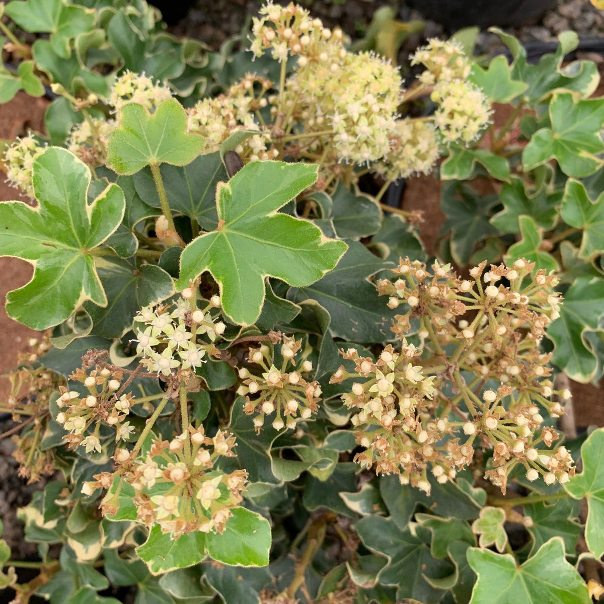 Buy X Fatshedera lizei 'Curly' Hybrid Aralia Tree Ivy — Mr Maple