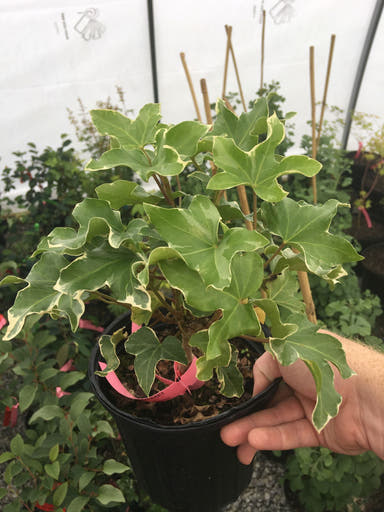 - Fatshedera lizei 'Curly' Hybrid Aralia Tree Ivy - Mr Maple │ Buy Japanese Maple Trees