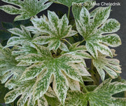 - Fatsia japonica 'Spider's Web' Reticulated Variegated Japanese Aralia - Mr Maple │ Buy Japanese Maple Trees
