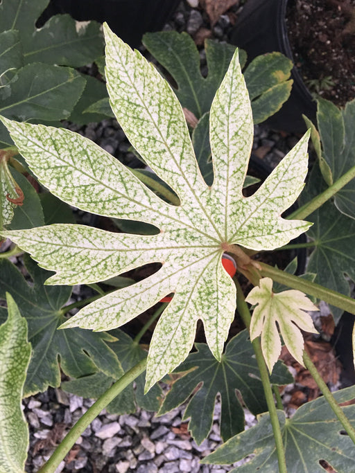 - Fatsia japonica 'Spider's Web' Reticulated Variegated Japanese Aralia - Mr Maple │ Buy Japanese Maple Trees
