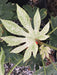 - Fatsia japonica 'Spider's Web' Reticulated Variegated Japanese Aralia - Mr Maple │ Buy Japanese Maple Trees