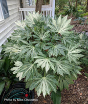 - Fatsia japonica 'Spider's Web' Reticulated Variegated Japanese Aralia - Mr Maple │ Buy Japanese Maple Trees