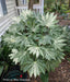 - Fatsia japonica 'Spider's Web' Reticulated Variegated Japanese Aralia - Mr Maple │ Buy Japanese Maple Trees