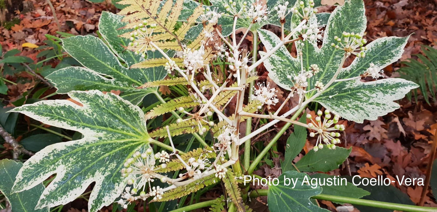 - Fatsia japonica 'Spider's Web' Reticulated Variegated Japanese Aralia - Mr Maple │ Buy Japanese Maple Trees