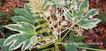 - Fatsia japonica 'Spider's Web' Reticulated Variegated Japanese Aralia - Mr Maple │ Buy Japanese Maple Trees