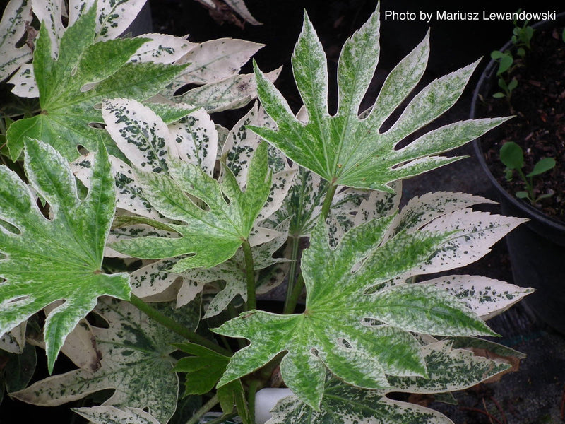 - Fatsia japonica 'Spider's Web' Reticulated Variegated Japanese Aralia - Mr Maple │ Buy Japanese Maple Trees