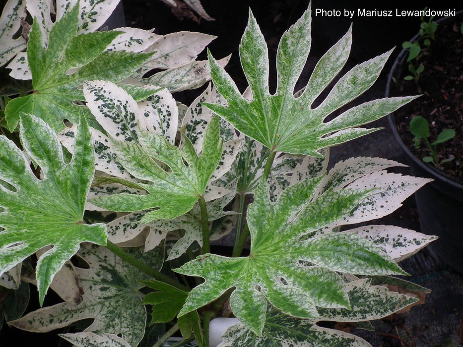 - Fatsia japonica 'Spider's Web' Reticulated Variegated Japanese Aralia - Mr Maple │ Buy Japanese Maple Trees