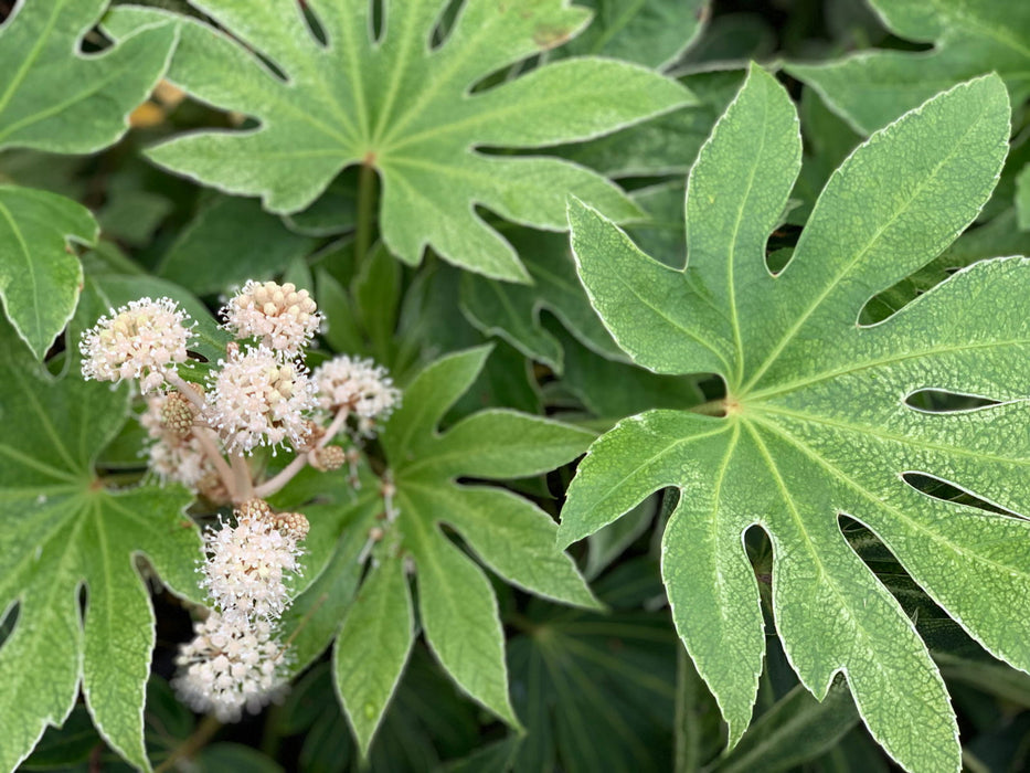 - Fatsia japonica 'Spider's Web' Reticulated Variegated Japanese Aralia - Mr Maple │ Buy Japanese Maple Trees