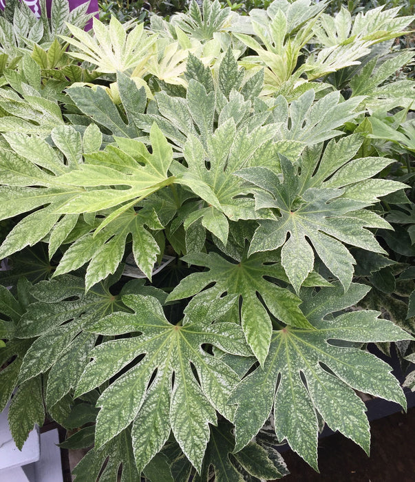 - Fatsia japonica 'Spider's Web' Reticulated Variegated Japanese Aralia - Mr Maple │ Buy Japanese Maple Trees