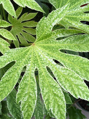 - Fatsia japonica 'Spider's Web' Reticulated Variegated Japanese Aralia - Mr Maple │ Buy Japanese Maple Trees