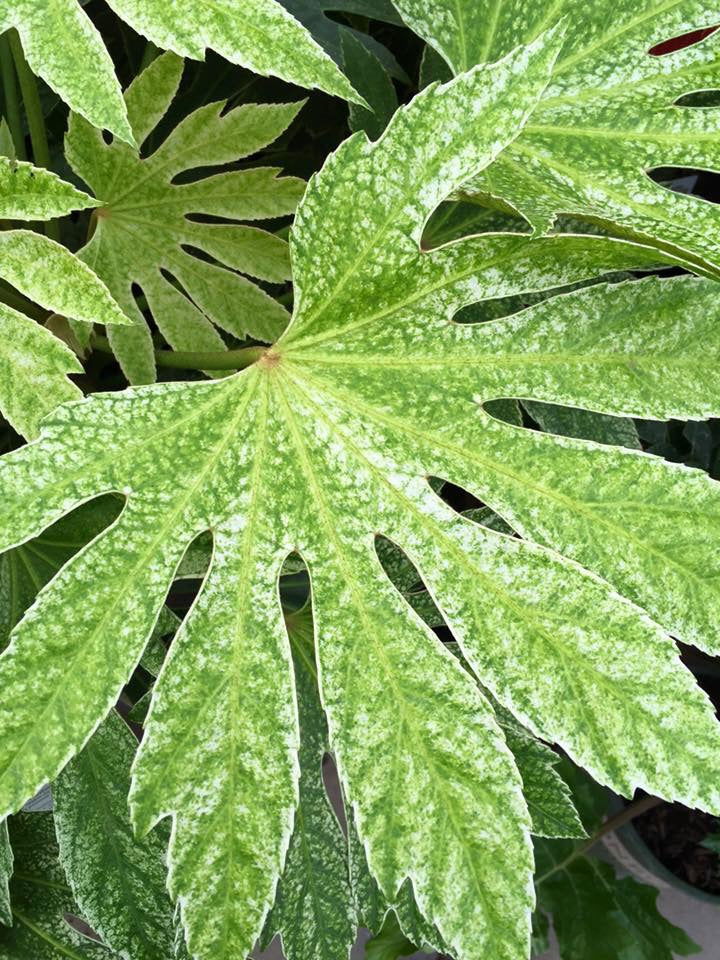 - Fatsia japonica 'Spider's Web' Reticulated Variegated Japanese Aralia - Mr Maple │ Buy Japanese Maple Trees
