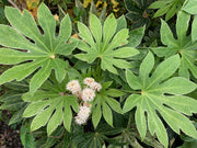 - Fatsia japonica 'Spider's Web' Reticulated Variegated Japanese Aralia - Mr Maple │ Buy Japanese Maple Trees