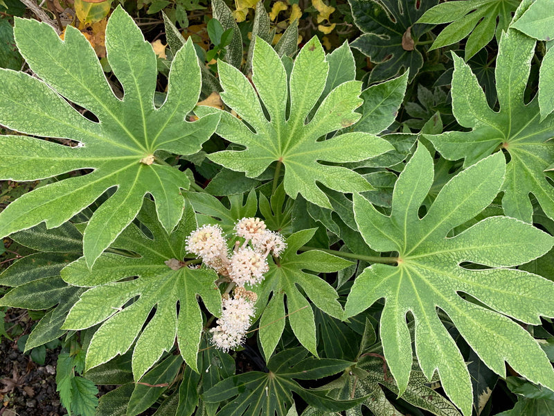 - Fatsia japonica 'Spider's Web' Reticulated Variegated Japanese Aralia - Mr Maple │ Buy Japanese Maple Trees