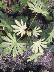 - Fatsia japonica 'Spider's Web' Reticulated Variegated Japanese Aralia - Mr Maple │ Buy Japanese Maple Trees