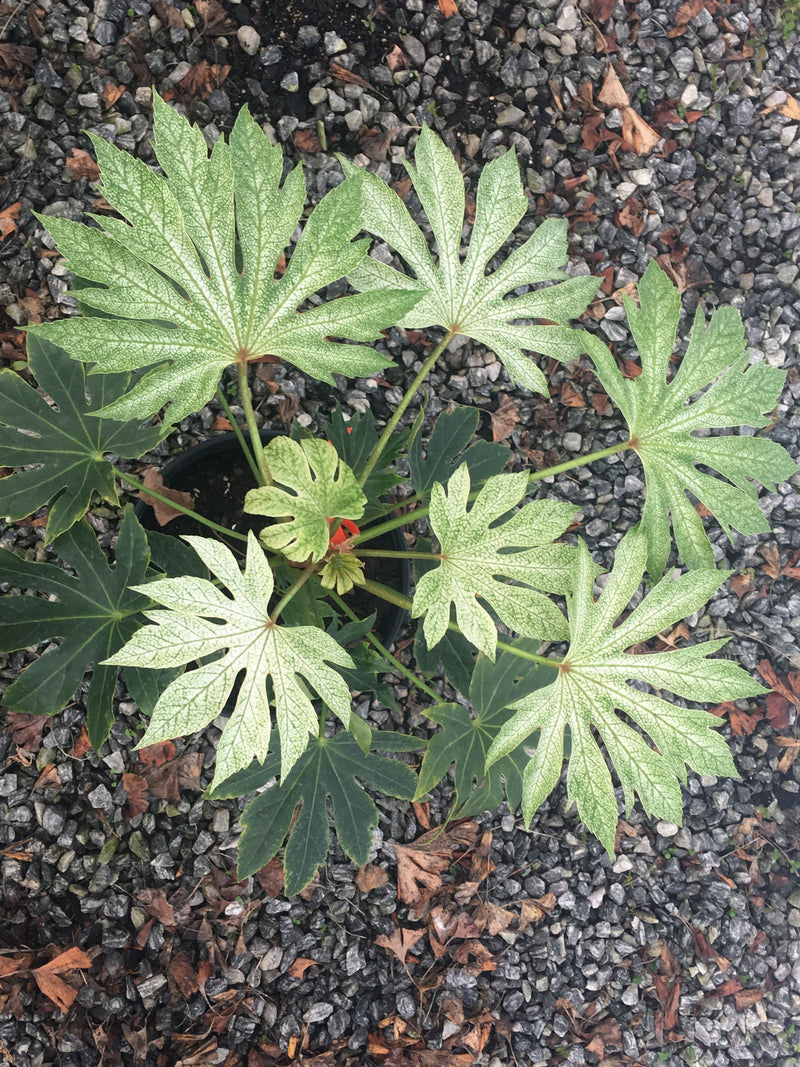 - Fatsia japonica 'Spider's Web' Reticulated Variegated Japanese Aralia - Mr Maple │ Buy Japanese Maple Trees
