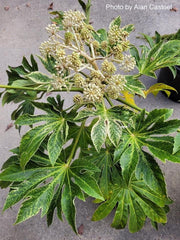 - Fatsia japonica 'Spider's Web' Reticulated Variegated Japanese Aralia - Mr Maple │ Buy Japanese Maple Trees
