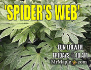 - Fatsia japonica 'Spider's Web' Reticulated Variegated Japanese Aralia - Mr Maple │ Buy Japanese Maple Trees