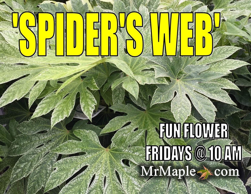 - Fatsia japonica 'Spider's Web' Reticulated Variegated Japanese Aralia - Mr Maple │ Buy Japanese Maple Trees
